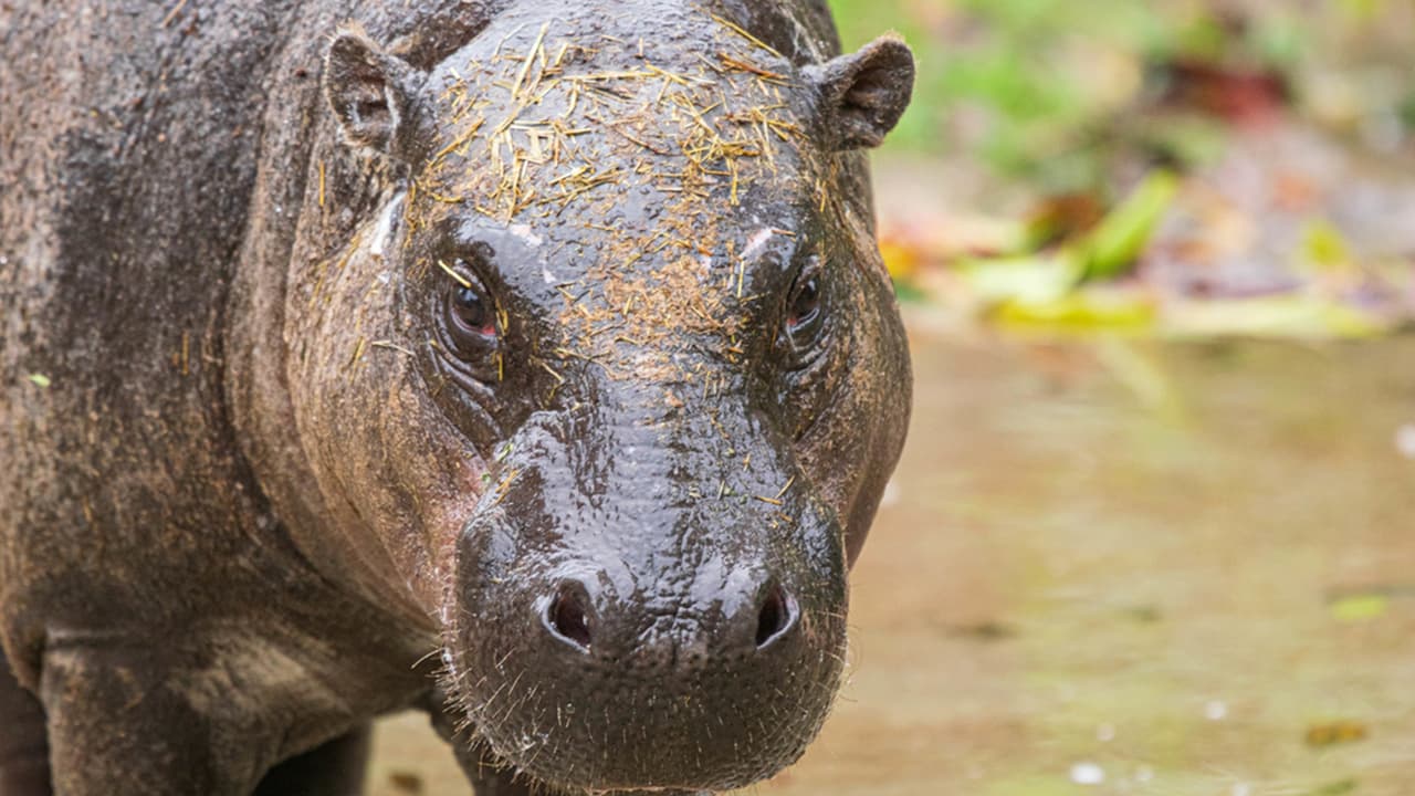 Los hipopótamos pigmeos pesan hasta 500 libras, pasan la mayor parte del tiempo en tierra firme y son menos territoriales que los hipopótamos comunes.
