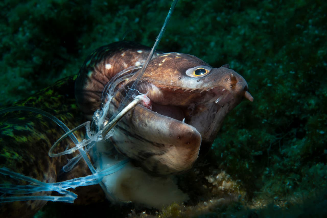 Una anguila morena muerta en una línea de pesca abandonada en Bodrum, Turquía. Es la imagen ganadora en la categoría ‘conservación’ del concurso.