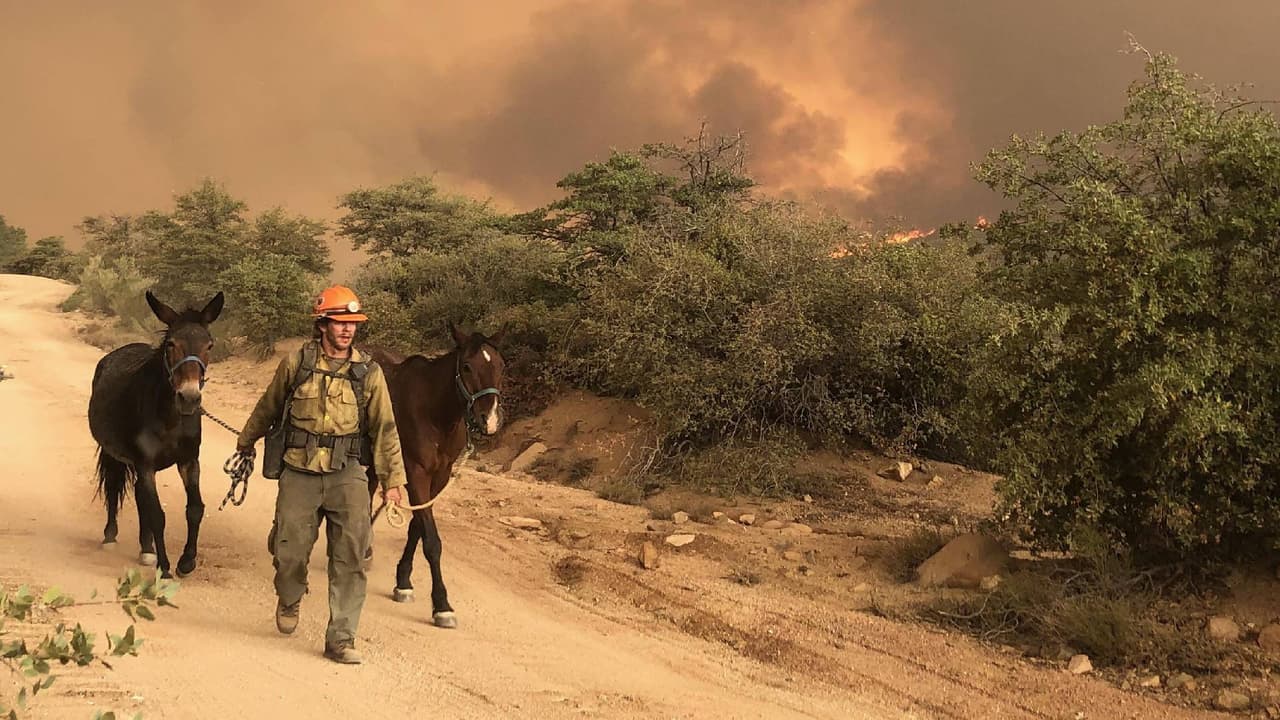 Refugio para el ganado:
<br>-Birch Stockyard: 2822 North Highway 188, Globe, AZ
<br>-Apache Junction Rodeo Grounds: 1590 E Lost Dutchman Blvd., Apache Junction, AZ
<br> 
<br>