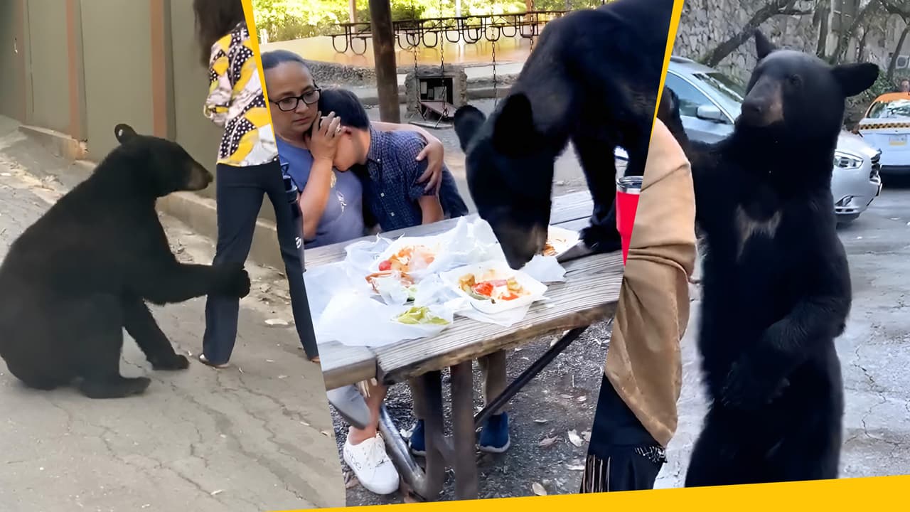 Las mexicanas no le temen ni a los osos: así los enfrentan cuando roban su comida o se meten a su casa