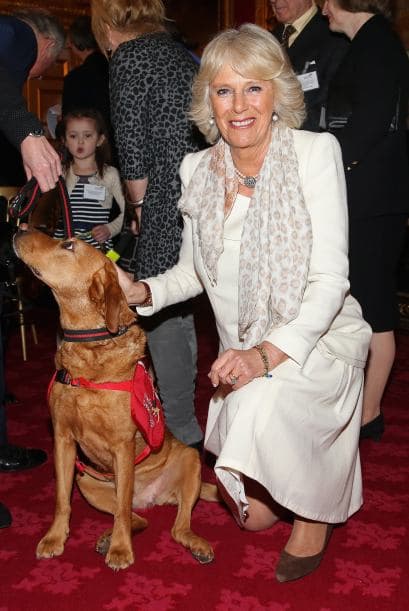 Los perros tienen el sentido del olfato dos mil veces más desarrollado que el de un ser humano, es por esto que la organización de Perros Detectores de Enfermedades se encarga de entrenar a estos canes para detectar células cancerígenas a través del olor que tienen.