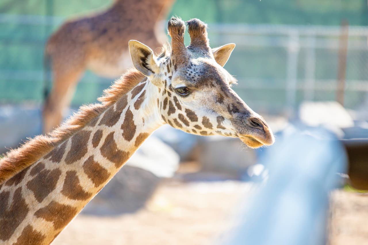 Los funcionarios del 
<b>zoológico <a href="https://www.univision.com/local/fresno-kftv/anuncian-reapertura-del-zoologico-chaffee-en-fresno">Chaffee de Fresno</a></b> están emocionados de dar la bienvenida a la jirafa 
<b>Masai, Kiden.</b> El personal de cuidado de animales trabajó para presentarle a Kiden su nuevo hogar y las otras jirafas. Los huéspedes ahora pueden verla en la sabana del zoológico 
<b>“African Adventure”</b>