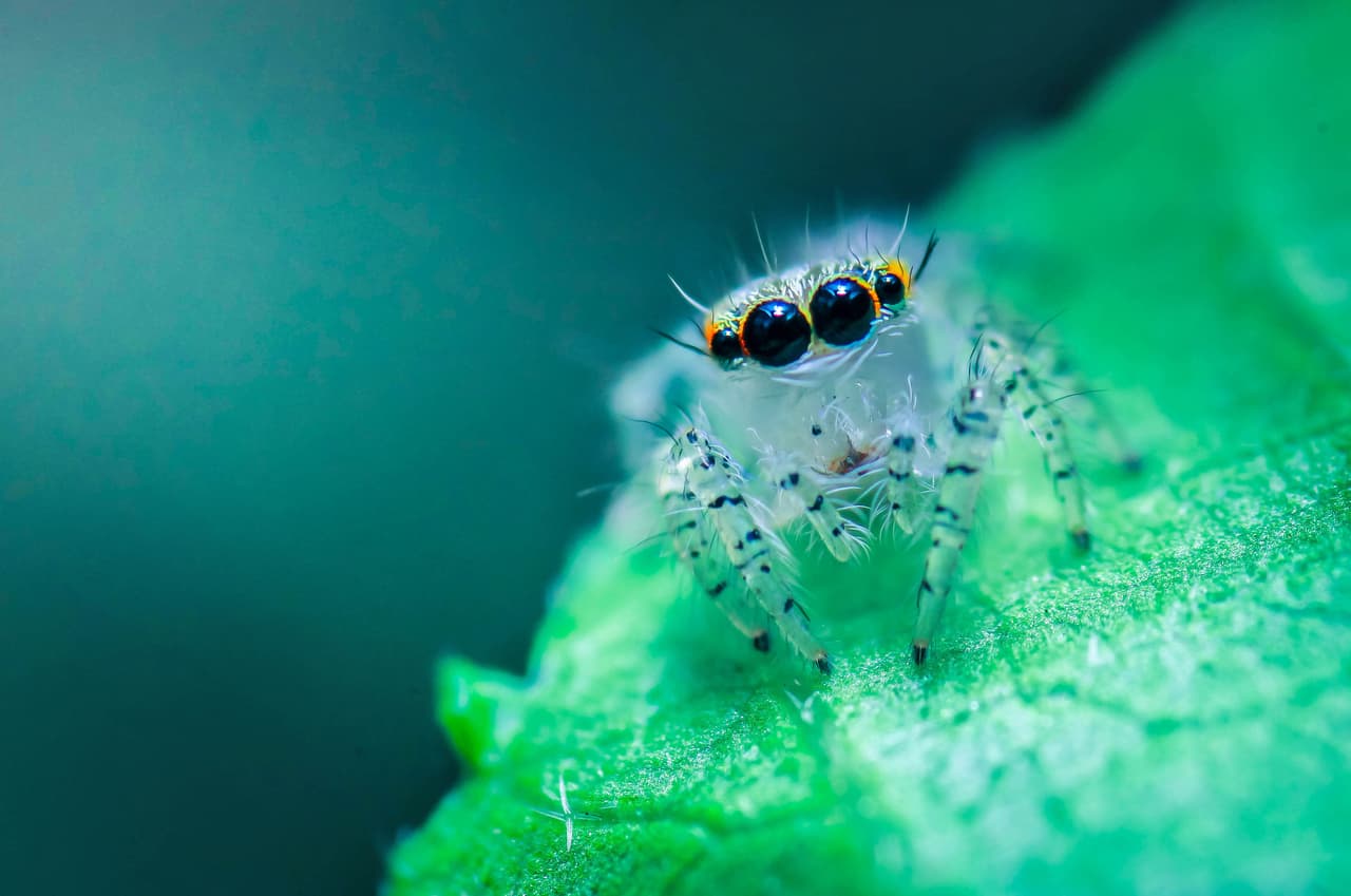 Así retrató a una araña saltadora (
<i>Hyllus Semicupreus</i>) Md Rashidul Islam Rabby de Bangladesh.