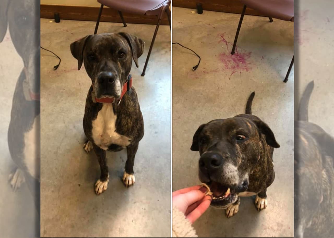 Perro se reúne con su dueño tras año y medio de estar desaparecido