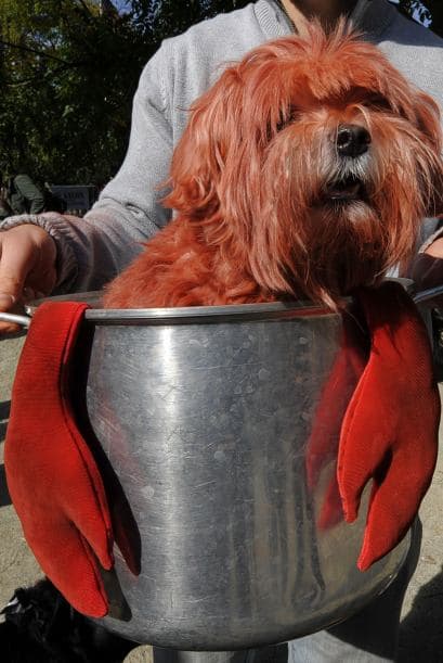 Otro disfraz que causó risas fue el de un perrito que iba vestido como una langosta ya listo para cocinar.
