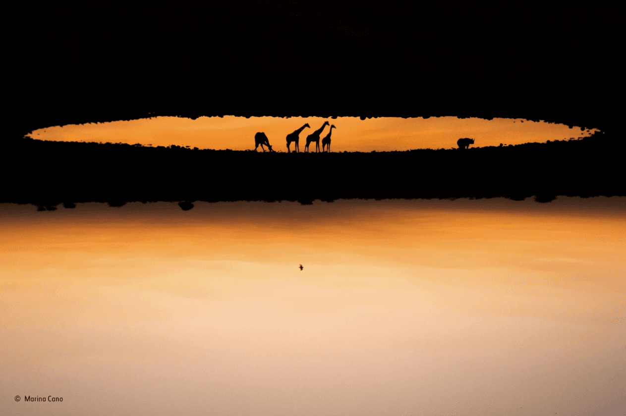 La foto de jirafas que está al revés