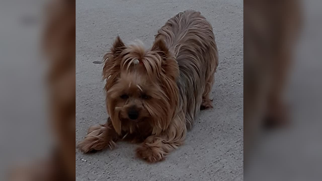 "Mi Mercedes la bebé hermosa de mami". Elena Velásquez