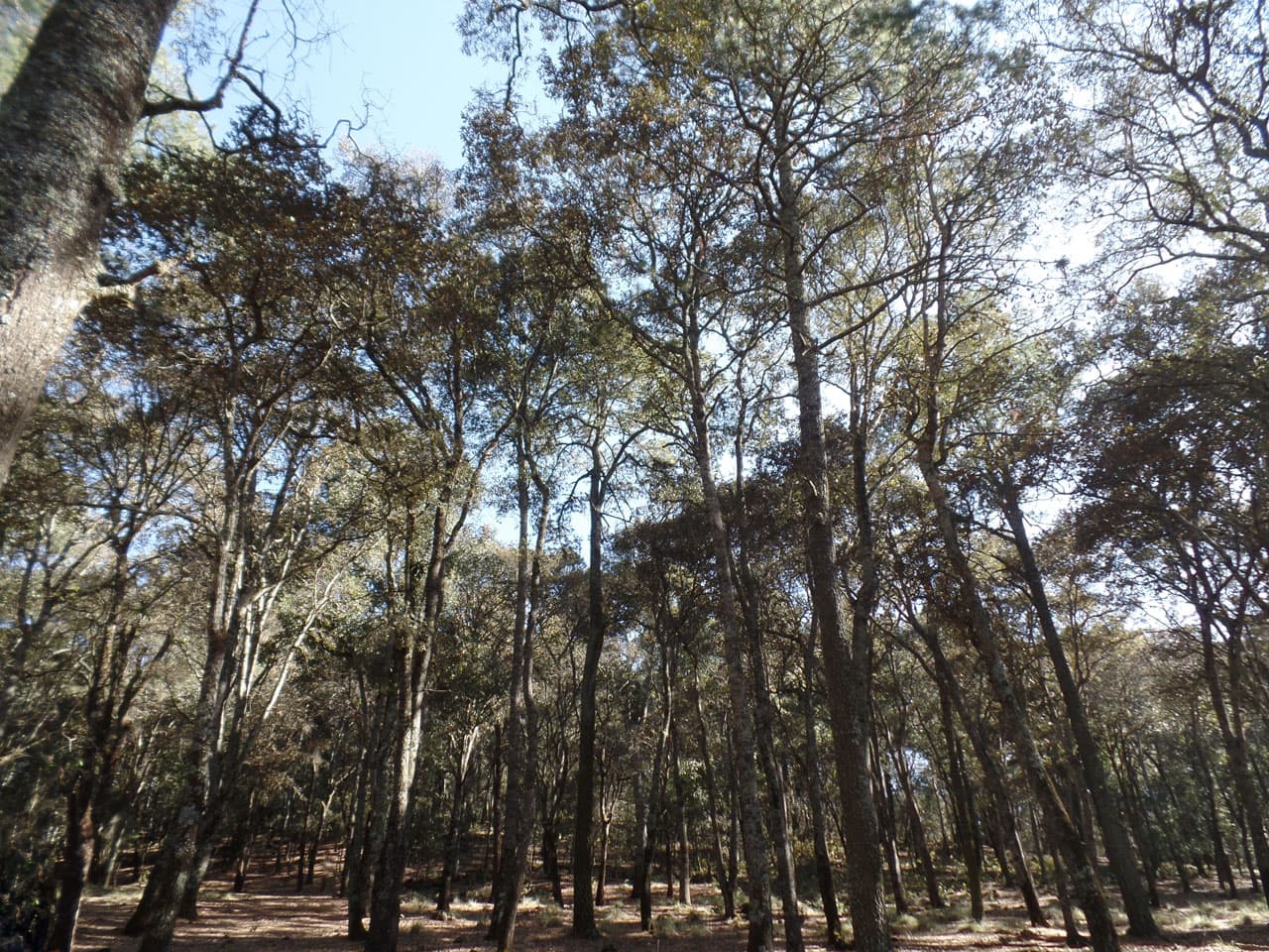 Un enorme rancho con hectáreas de bosque en el estado de Hidalgo, fue el escenario para grabar esta escena de la serie "Por siempre Joan Sebastian".