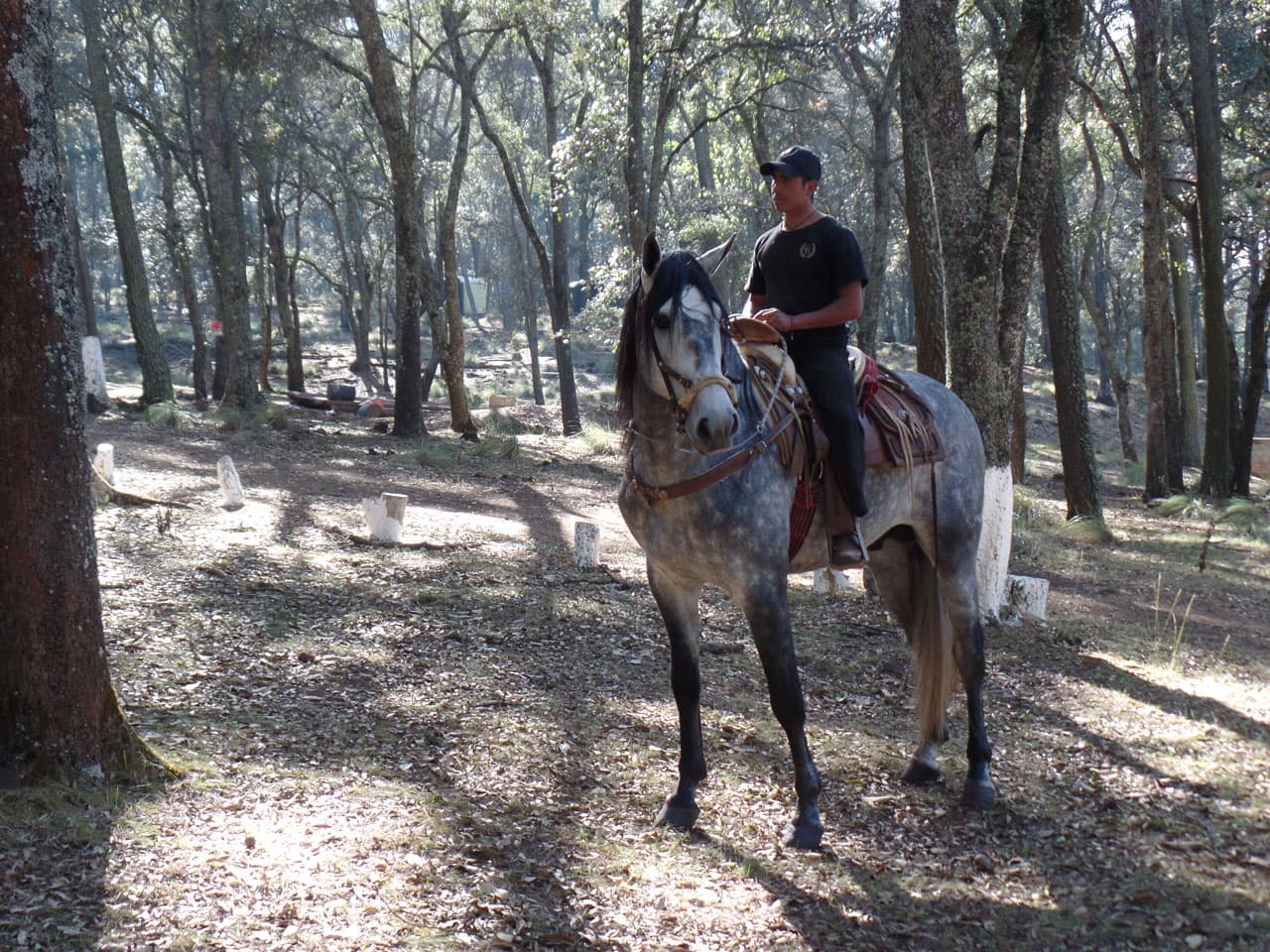 Y éste sería el 'cuaco' que pertenecería a Irán Castillo, un animal muy tranquilo.