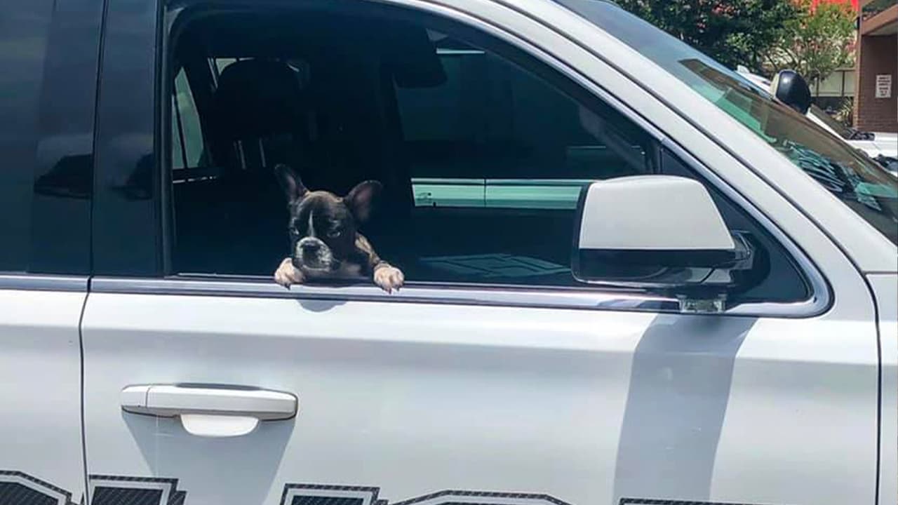Los empleados de Petland Woodlans dijeron que dos mujeres pidieron ver a “Mario” y luego salieron corriendo con él.