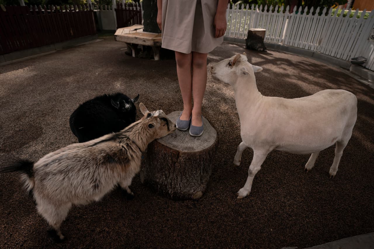 Abigail Ansdell, la hija de los propietarios del parque de diversiones, juega con dos cabras del pequeño zoológico del parque de diversiones. Su padre, Allan Ansdell Jr., se ha hecho cargo del negocio desde que lo fundó hace 28 años.
<br>