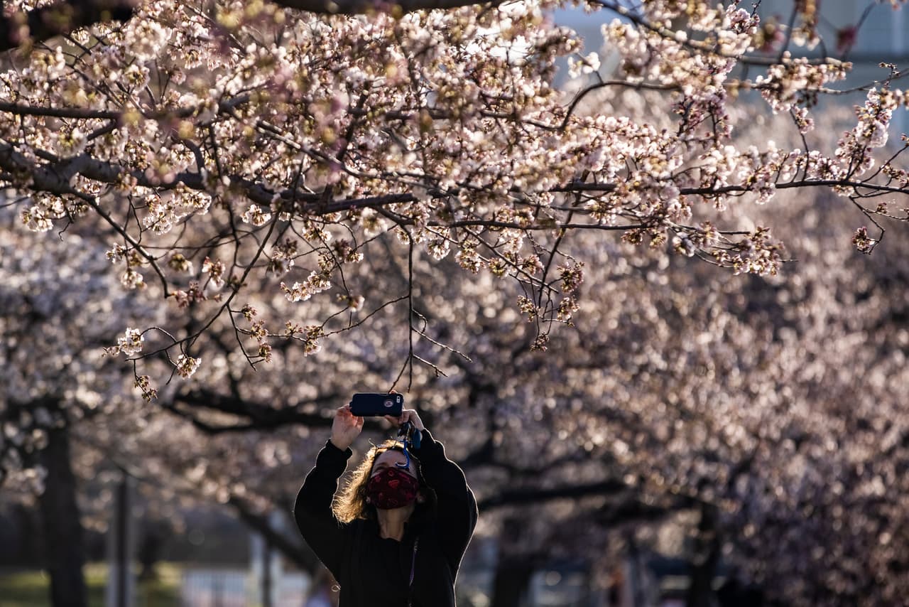 Son 
<b>dos mil árboles de la variedad japonesa <i>someiyoshino</i></b> los que se encuentran en Washington DC y que constituyen una prueba de amistad entre Japón y Estados Unidos desde hace más de un siglo.
<br>