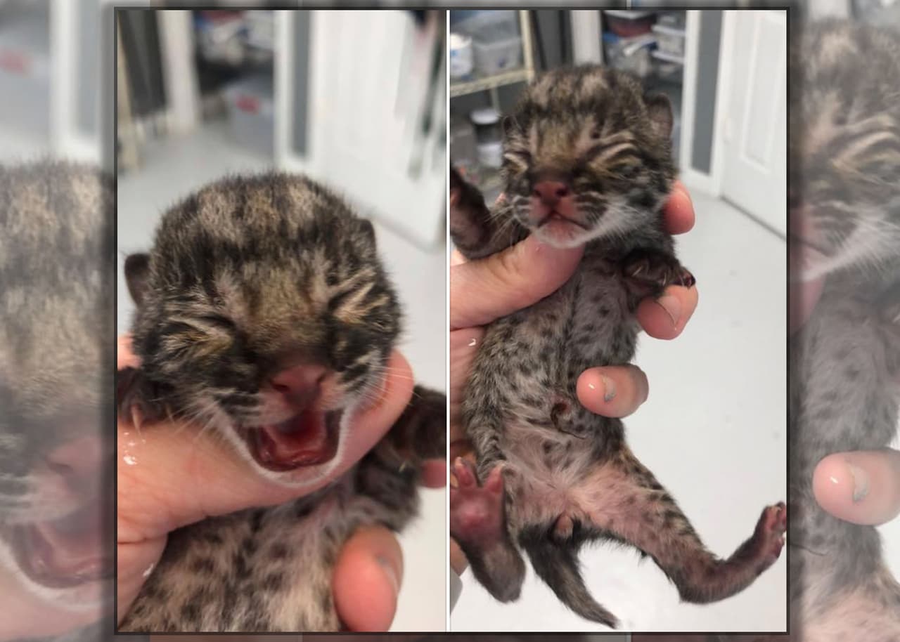 Rescatan a un gato montés bebé en Austin