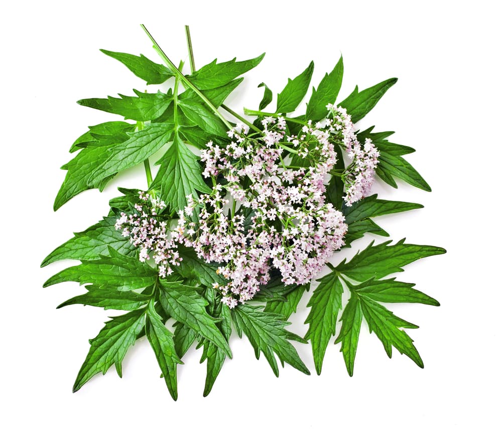 Otro elemento vegetal que favorece a un Géminis es la valeriana, tan usada ahora en tés o infusiones para calmar a la gente.