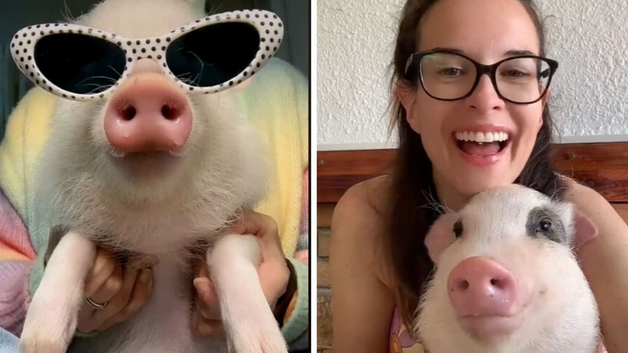 Cerdita se vuelve una celebridad en TikTok por sus videos: demuestra tener un asombroso estilo