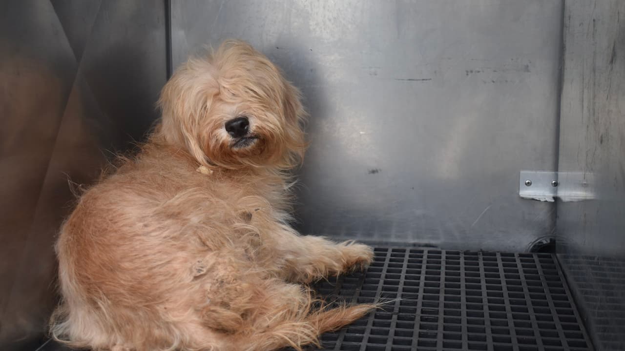 Houston Humane Society informó que rescató a 24 perros de una casa al sudeste de Houston.