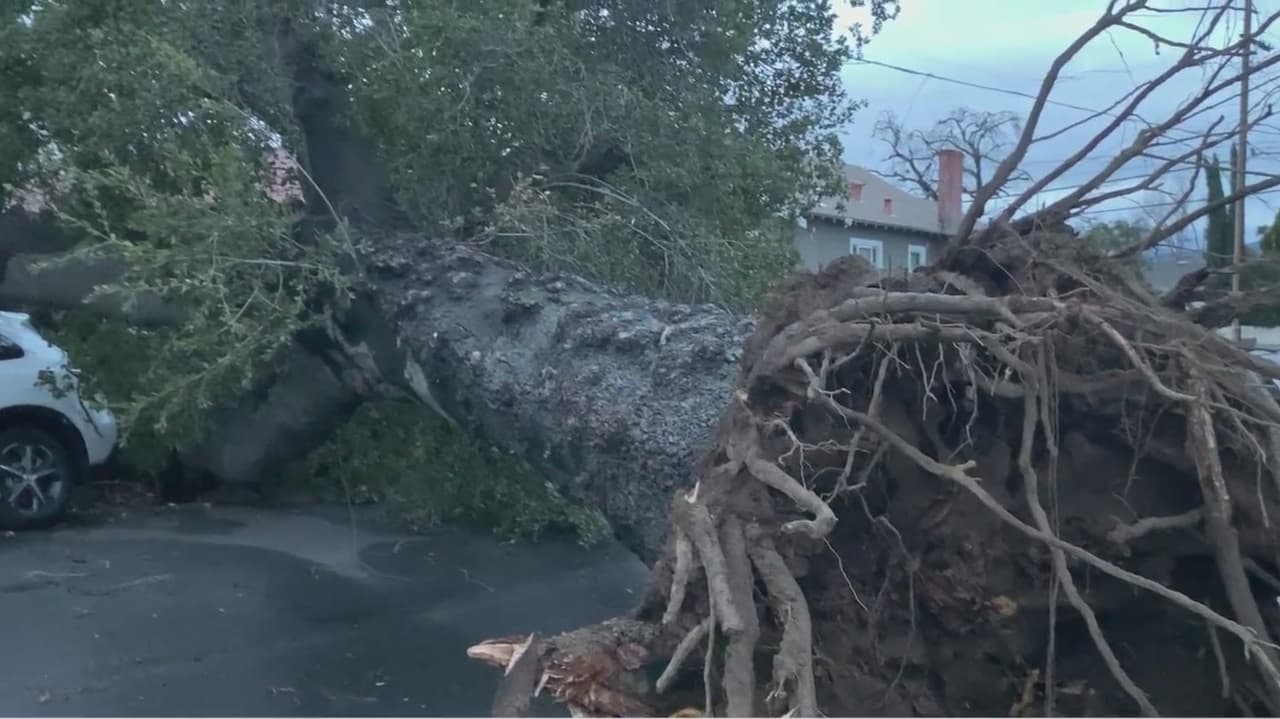 Vecinos y comerciantes de San José mreportaron la caída de un enorme roble que provocó un apagón en el vecindario.