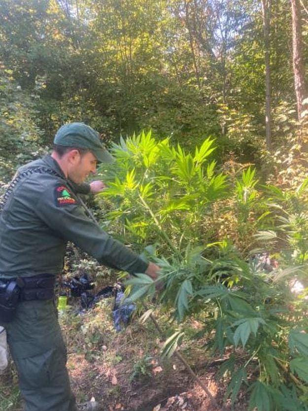 Encuentran 15 plantas ilegales de marihuana en un bosque de Nueva York