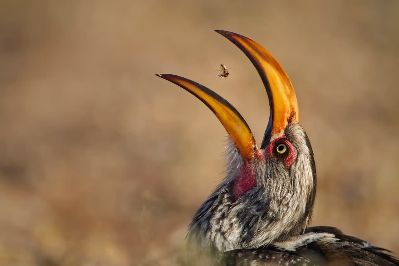 ‘Tirando termitas’. Con la punta de su enorme pico, este toco lanza termita tras termita al aire y se las traga como pastillas, en el parque Kgalagadi en Sudáfrica.