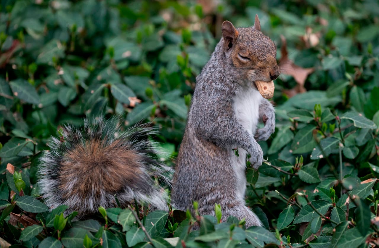<b>Sus dientes nunca dejan de crecer</b>: Este es el motivo por el que están constantemente mordiendo cosas. Es una forma de limarlos y evitar que crezcan demasiado.