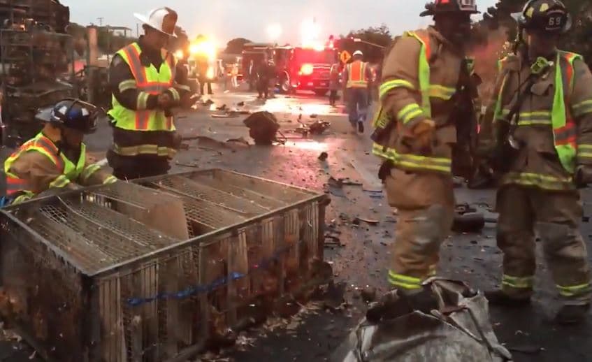 Reabren todos los carriles de la I-80 en dirección oeste en San Pablo tras incendio de tráiler con pollos vivos