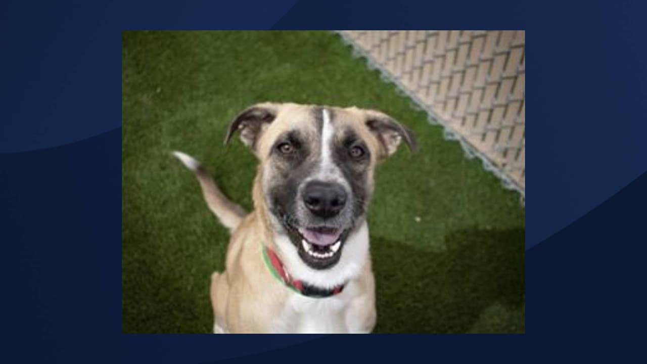 “
<b>MCACC está a su máxima capacidad</b>. Estamos utilizando todas las perreras que tenemos, algunas con dos o incluso tres mascotas”, dijo la directora de MCACC, Robyn Jaynes, mediante un comunicado de prensa. “
<b>Ahora estamos pidiendo al público su ayuda para adoptar</b> o criar para que podamos, a su vez
<b>, ayudar a salvar la vida de más mascotas que sabemos que vendrán con las celebraciones del Día de la Independencia</b> ".
<br>
<br>
<b>[EMELITA </b>está en adopción, Para obtener más información sobre este pequeña, 
<a href="https://apps.pets.maricopa.gov/adoptablepets/DetailPage.aspx?RecordLocator=A4589755" target="_blank">haga clic aquí</a>] 
<br>