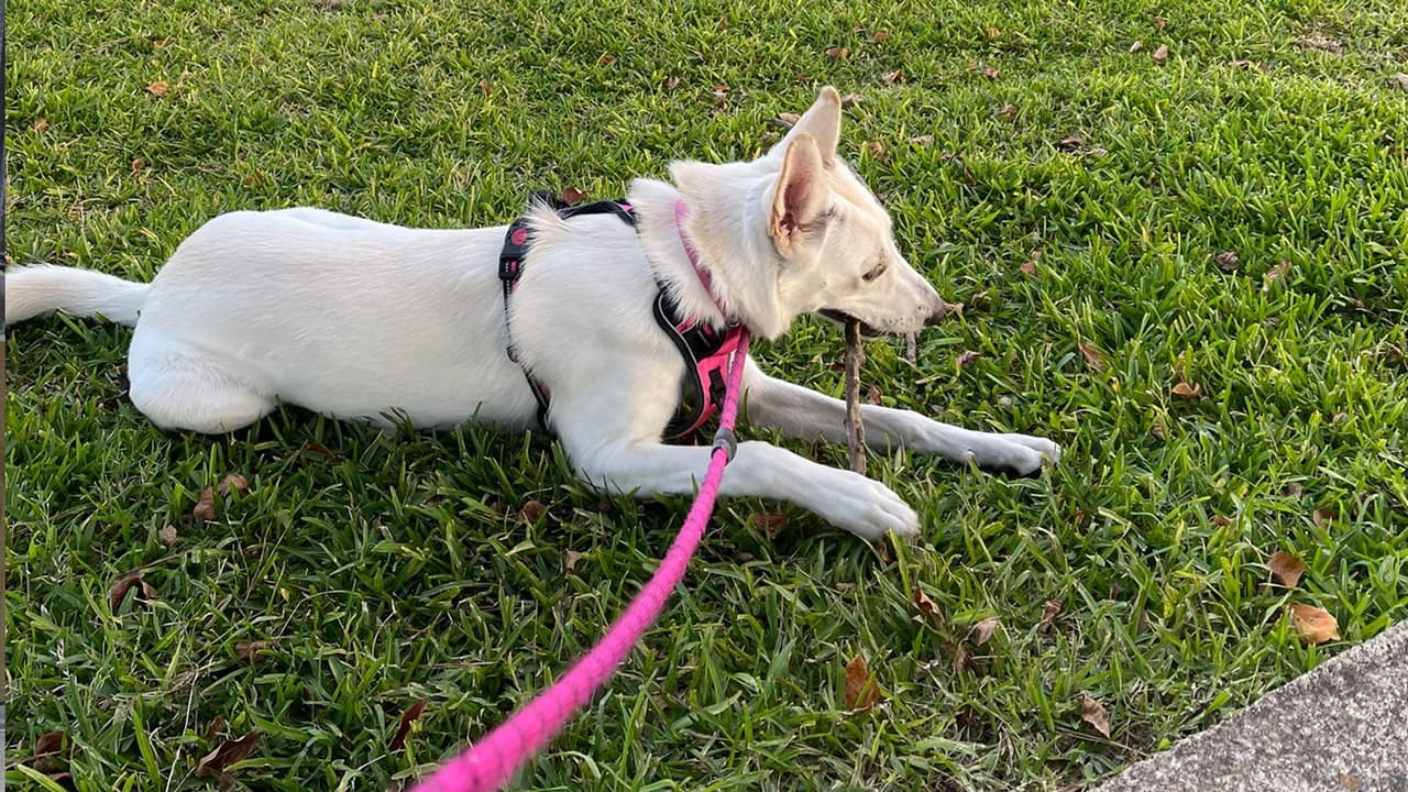 Una familia hispana se mudó a una nueva casa especialmente para estar más cómodos con Nina, una husky labrador. La mascota quedó sola en el patio por dos horas y fue objeto de un ataque de coyotes que le quitaron la vida.