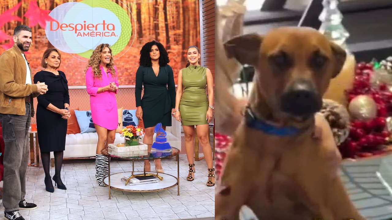 Presentadora de Despierta América adopta a perrita en plena cobertura en vivo: video del momento