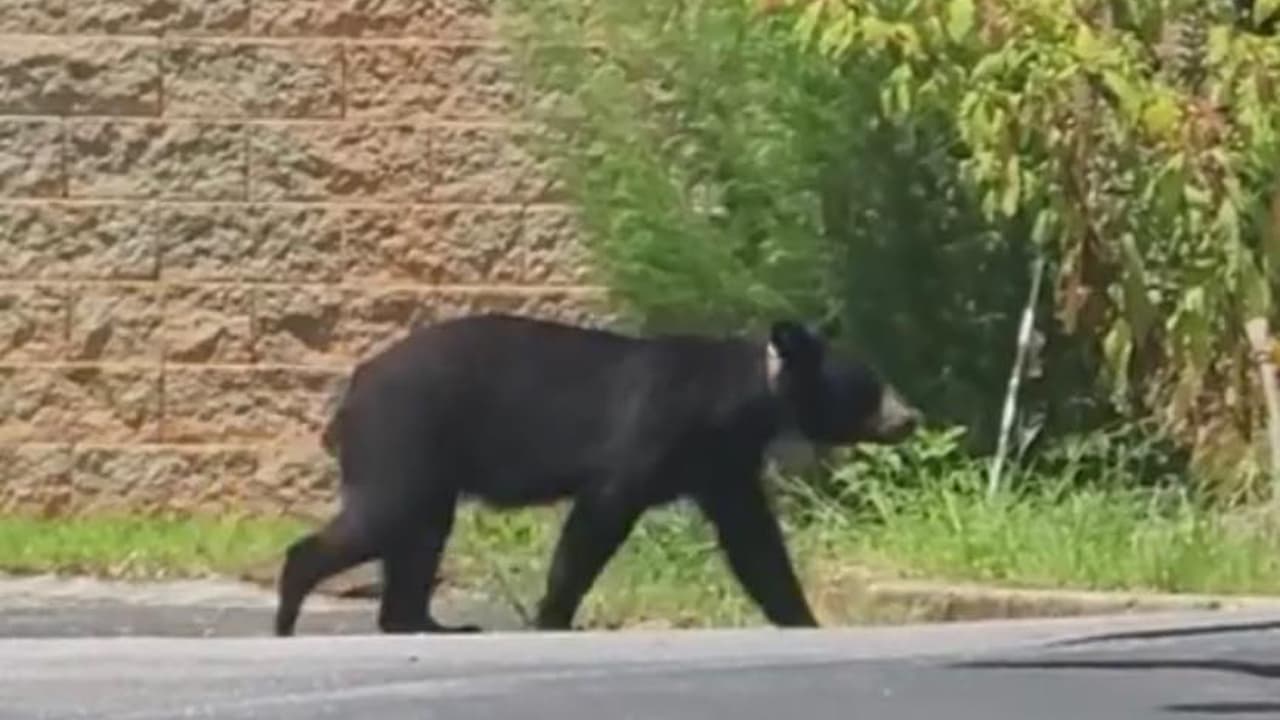 Oso ataca a un niño de 10 años en el patio trasero de la casa de sus abuelos en Connecticut