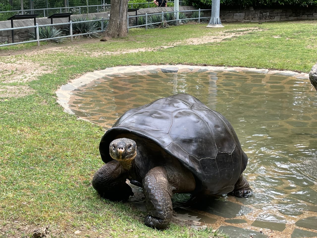 Abrazzo es un macho que llegó del zoológico de Carolina del Sur en diciembre de 2020. La pareja se reprodujo anteriormente, pero los huevos no fueron viables.