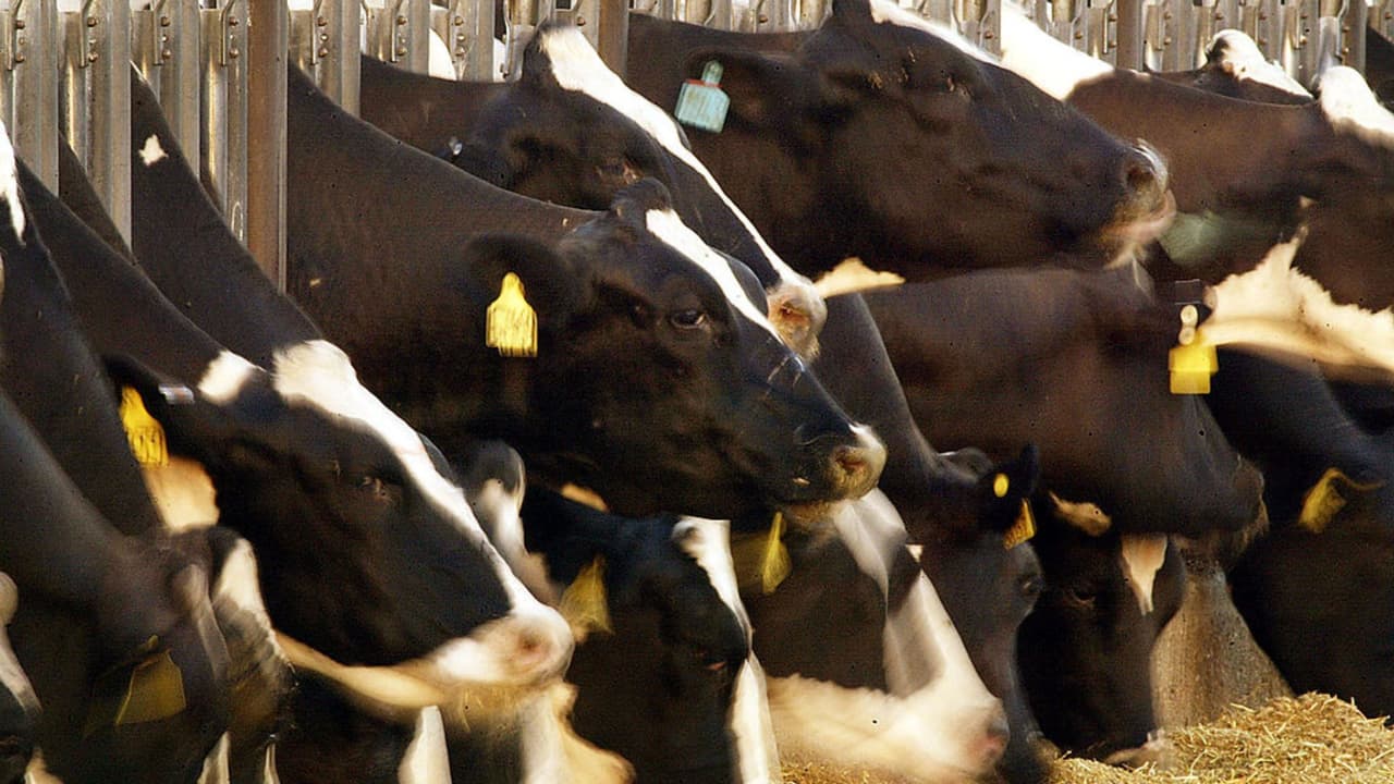 Ambientalistas proponen reducir el consumo de carne de res para ayudar al planeta, ¿estás dispuesto a cambiar de dieta?