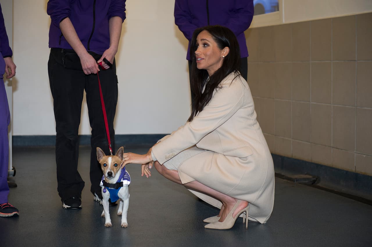 Un artículo de 
<b><a href="https://www.thesun.co.uk/news/9457555/meghan-markle-prince-harry-archie-adopt-rescue-dog/" target="_blank">The Sun</a></b> afirma que la duquesa de Sussex, 
<b><a href="https://www.univision.com/temas/meghan-markle" target="_blank">Meghan Markle</a></b>, planea adoptar un perro para que acompañe a Archie Harrison durante su infancia.