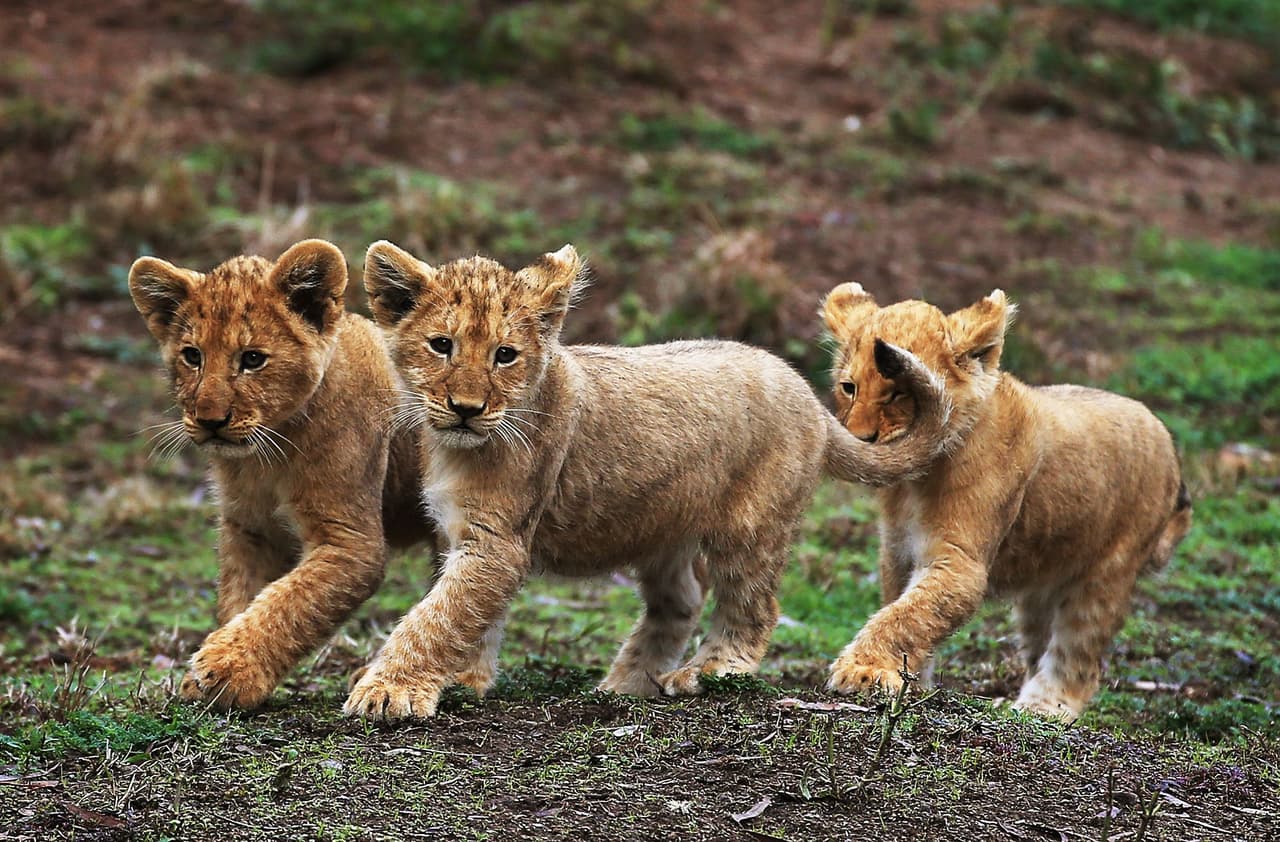 Los pequeños nunca se cansan. ¡Están llenos de energía!
