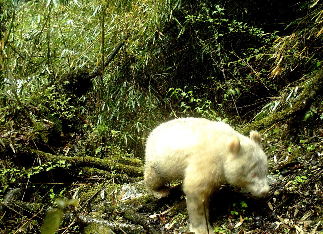 Esta imagen no se había visto nunca: captan un panda completamente albino en una reserva