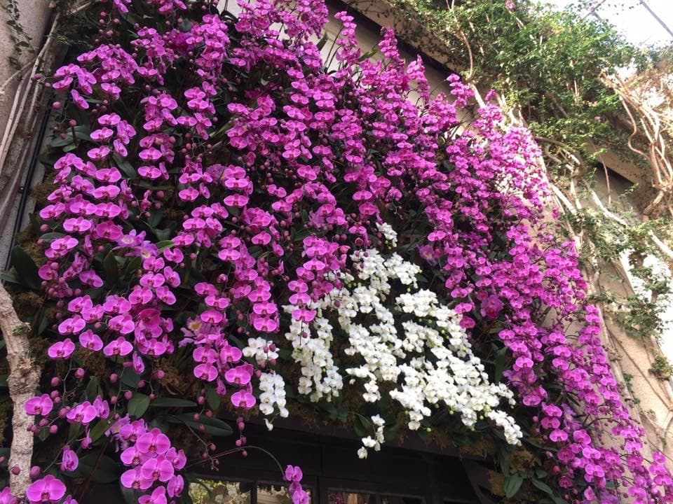 Se han establecido cientos de sociedades y clubes en todo el mundo. Estos pueden ser pequeños clubes locales u organizaciones nacionales más grandes, como la American Orchid Society.