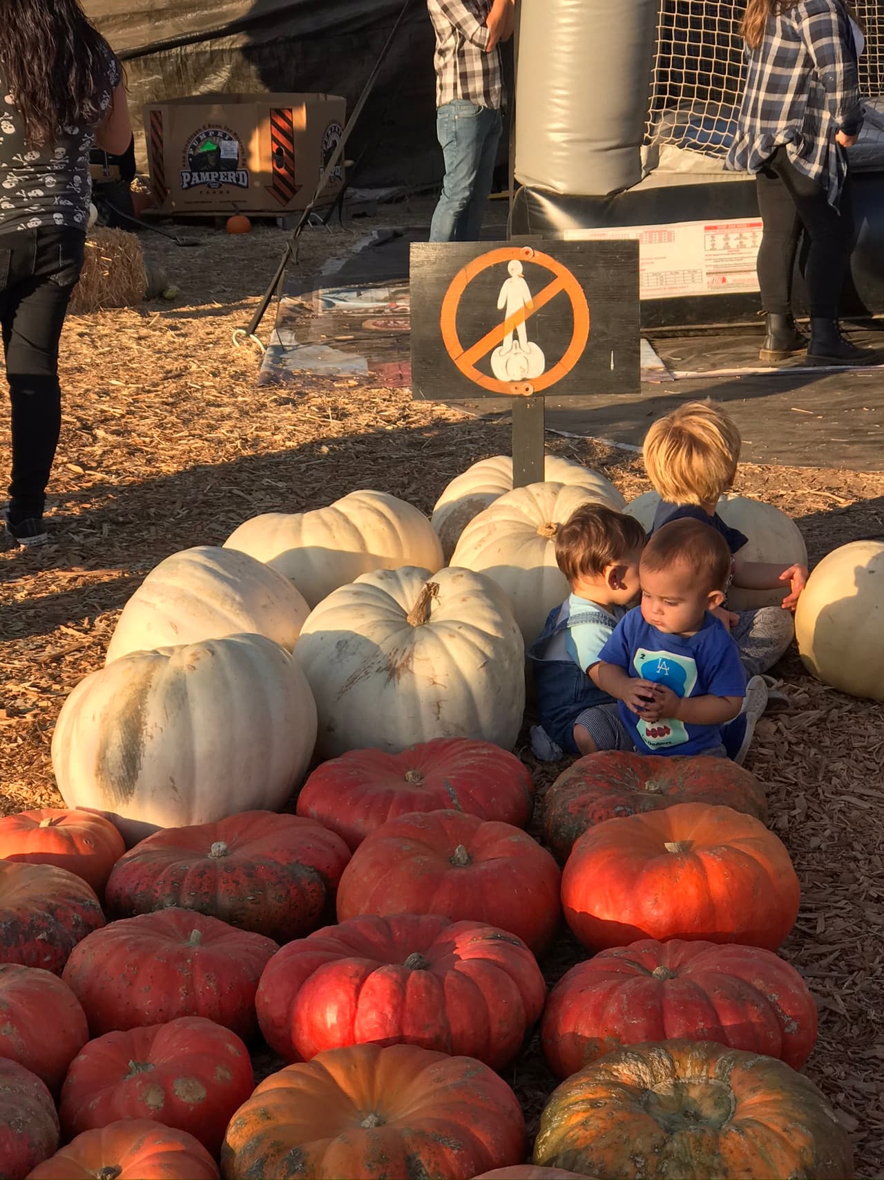 Ellos no se paran sobre las calabazas, se sientan a su lado para evaluar su calidad.