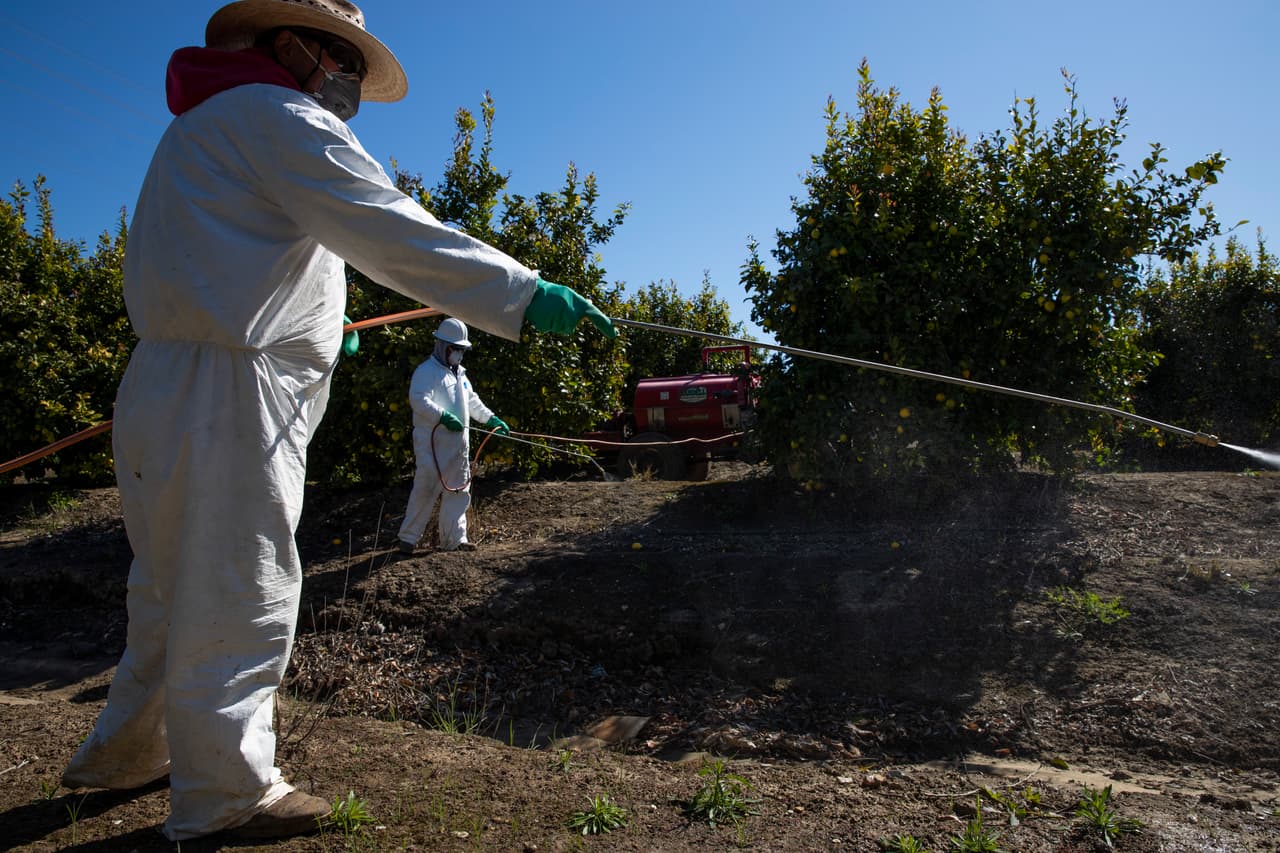 Los líderes comunitarios afirman que al menos existen unos 400 mil trabajadores indocumentados en California, que se sienten atemorizados frente a un posible brote de coronavirus en los campos agrícolas del estado.