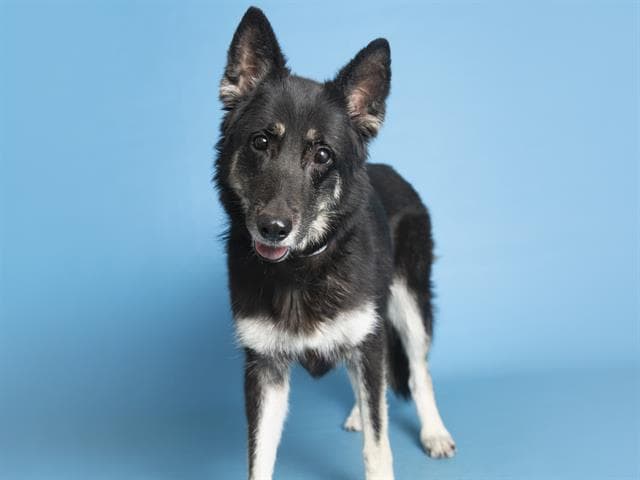 Kyra es una hermosa nena que tiene 6 años.