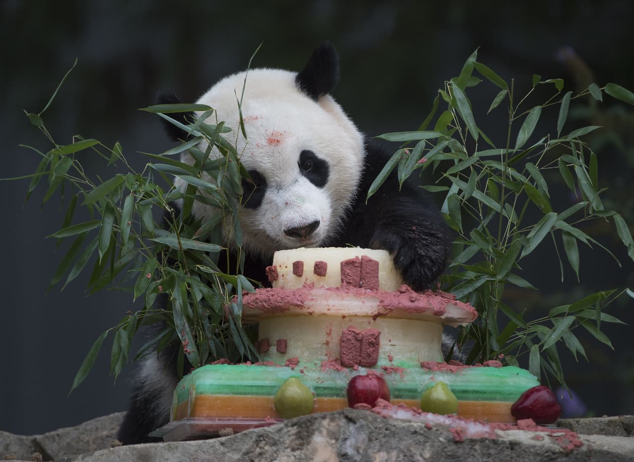 En adelante, Bao Bao dejará de comer tortas de cumpleaños. En el hábitat natural, los pandas gigantes comen hierbas, frutas salvajes, insectos y ratones.