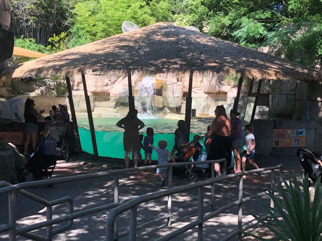 Como parte de su segunda fase del plan de reapertura económica del estado de Texas, los zoológicos y parques acuáticos pueden operar, pero con un 25 por ciento de capacidad.
<br>