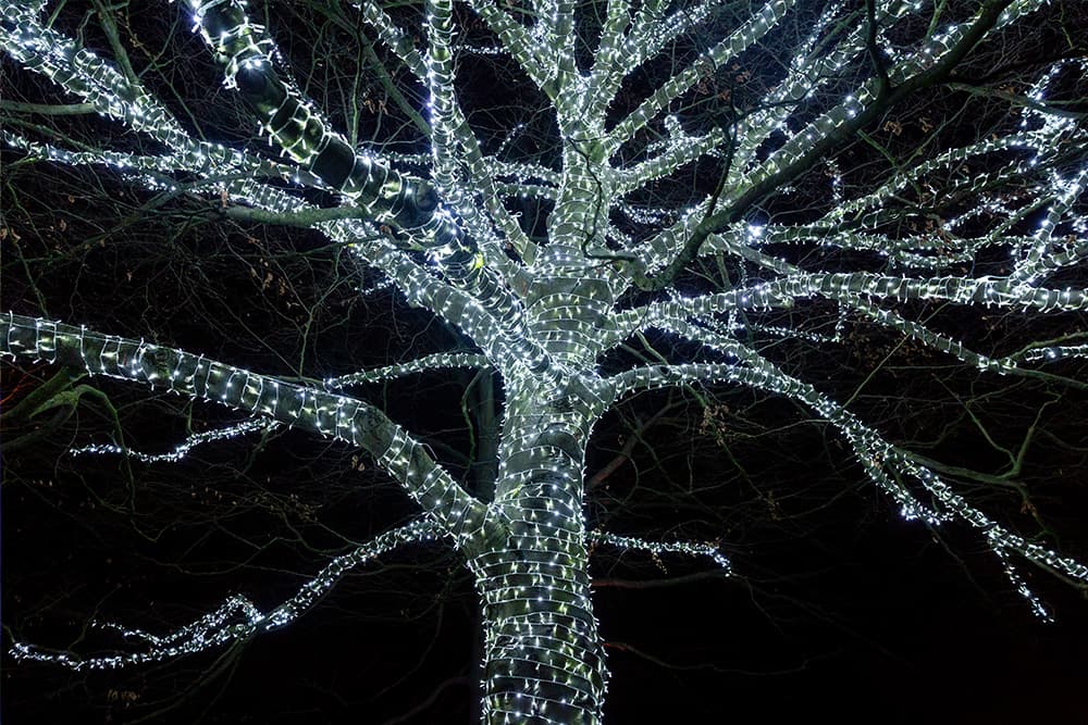 Los visitantes quedarán encantados con las exhibiciones de luces mágicas ubicadas a lo largo de un camino bellamente iluminado de una milla que serpentea a través del Jardín Botánico.