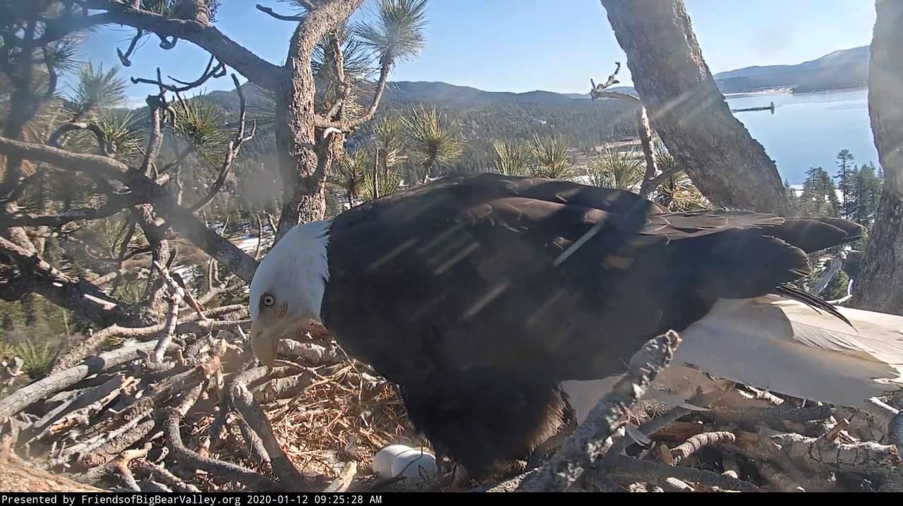 Y tres días después, este 11 de enero Jackie puso el segundo huevo.