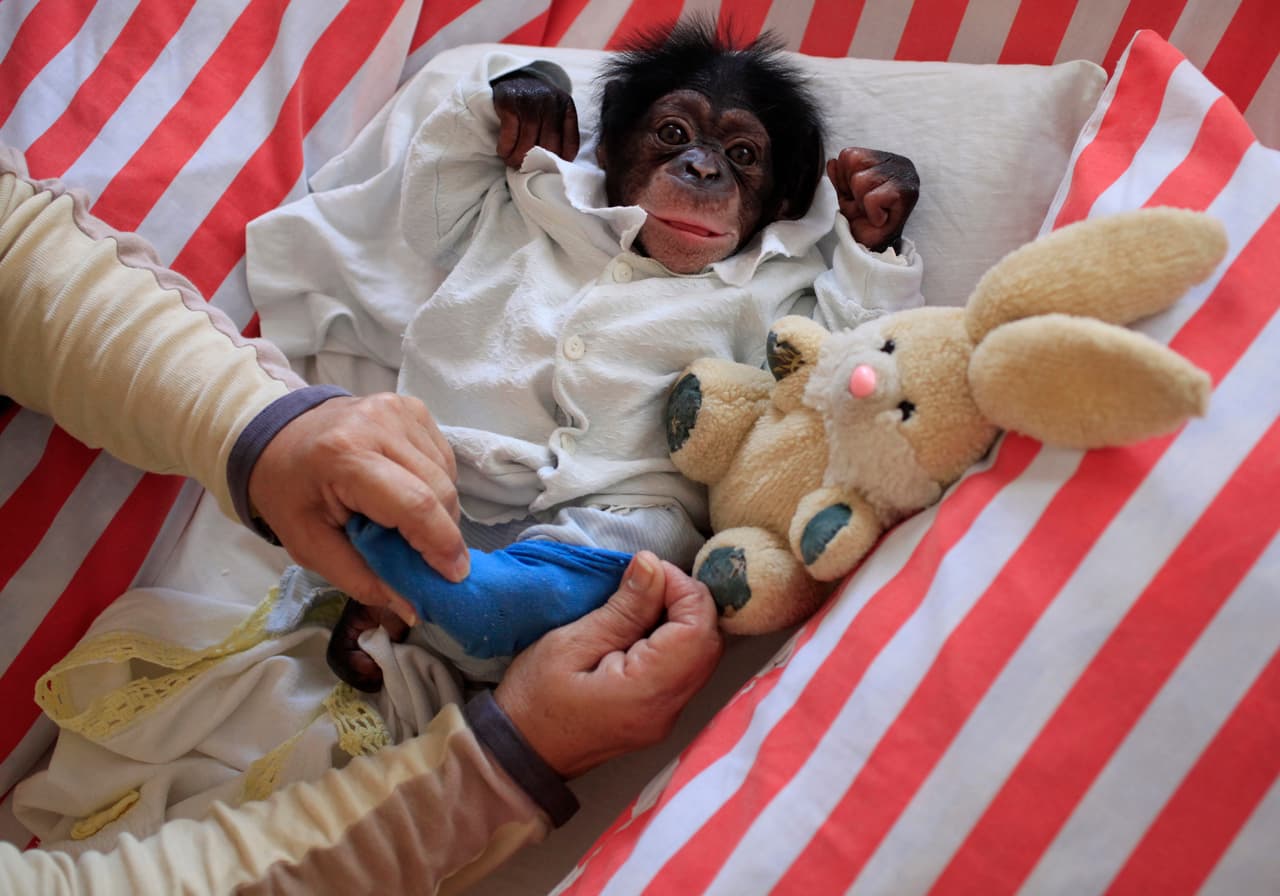 Cuban biologist Marta Llanes, 62, (not pictured) adjusts a sox to Anuma, a one months male chimpanzee, in her house in Havana, Cuba February 8, 2016. Enrique de la Osa