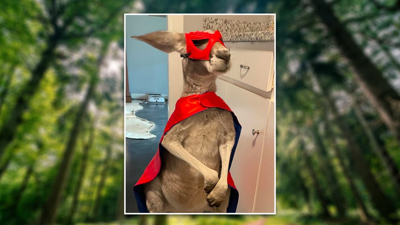 Nigel: El curioso canguro que se escapó de una casa en el norte de Texas