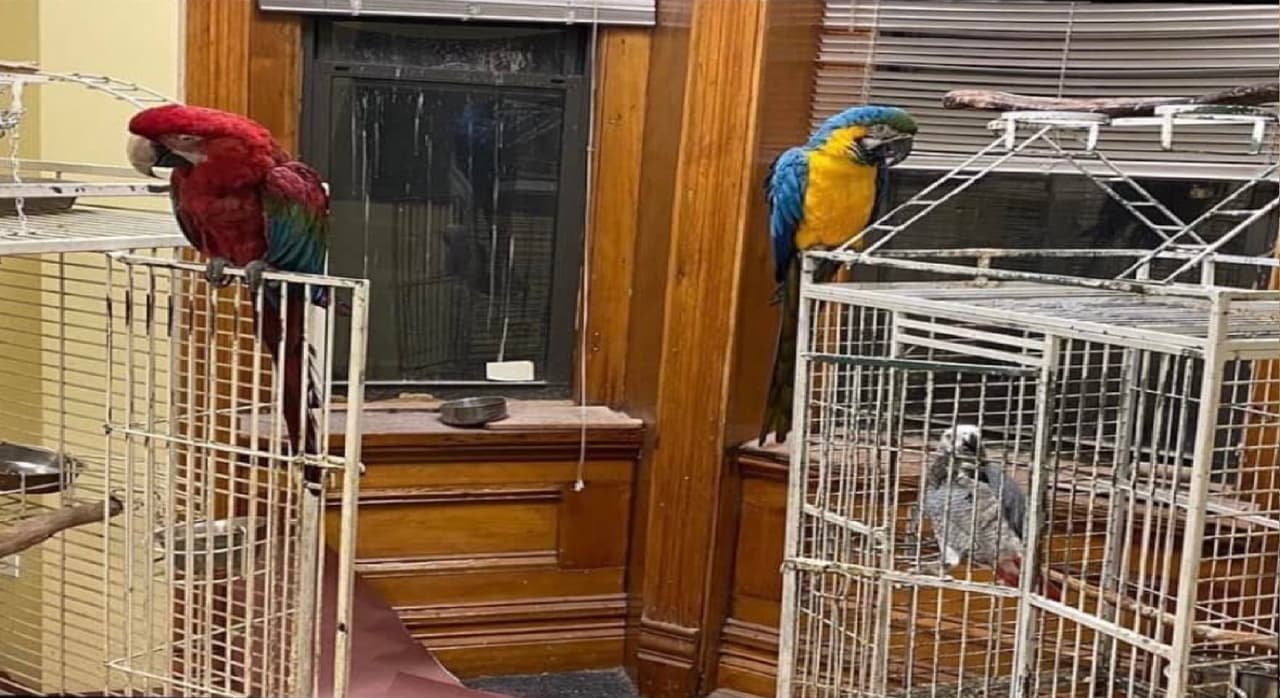 Iglesia de Chicago denuncia robo de sus 3 mascotas parroquiales