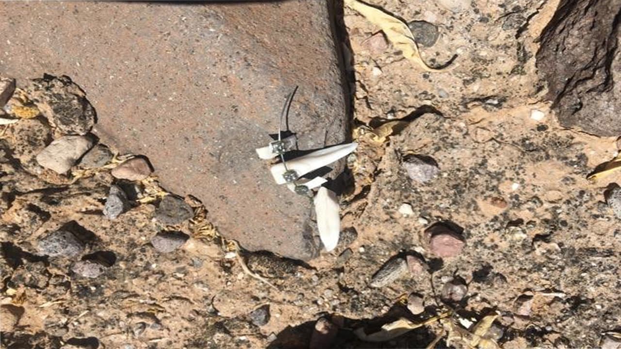 Parte de una dentadura al lado de una piedra reportan en fotos.