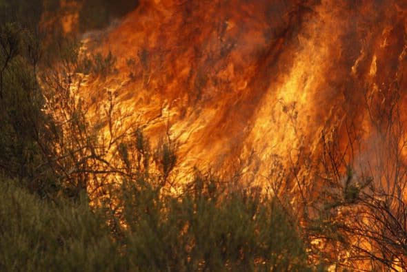 Sofocar incendios forestales o su prevención. Incluye tareas de servicio forestal, tala y trabajos de maderas.