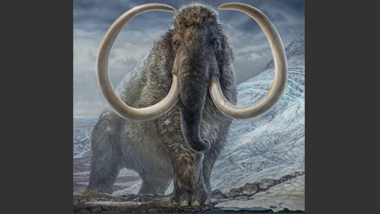 <b>En video: Un mamut de hace 17,000 años pudo darle la vuelta al mundo dos veces caminando </b>
<br>
<br>Un estudio publicado por la revista Science sugiere que un mamut lanudo que vagó por Alaska hace 17,000 años cubrió suficiente terreno en sus 28 años de vida para casi dar la vuelta al mundo dos veces, según un análisis de sus colmillos.