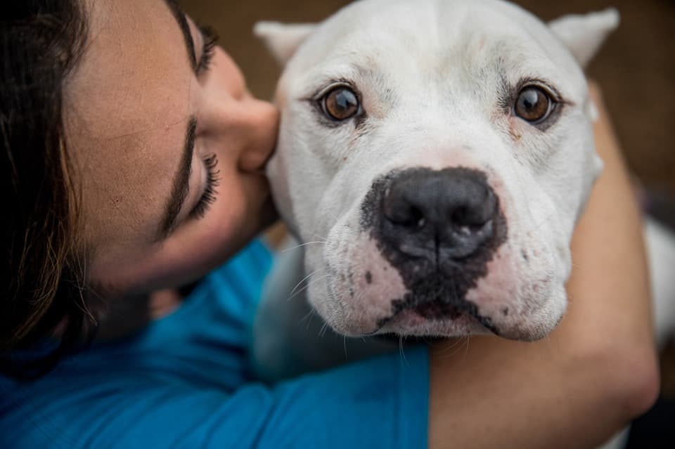 Refugio de Animales de Austin elimina las tarifas de adopción este fin de semana