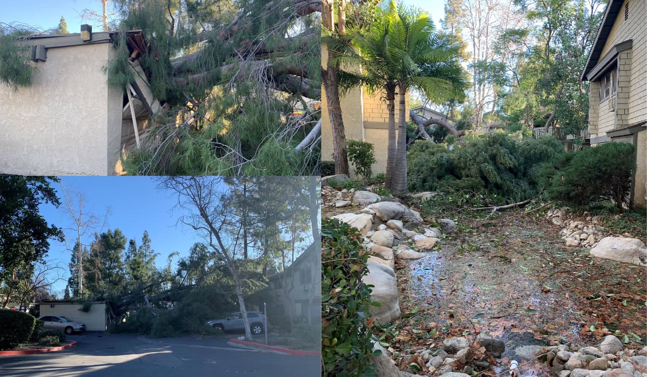 Fuertes vientos de Santa Ana dejan árboles caídos y otros daños en el sur de California